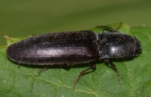 Réf. 279 676 : Athous sp.